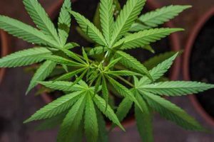 Justiça permite que casal cultive cannabis medicinal para filhos autistas | Juristas