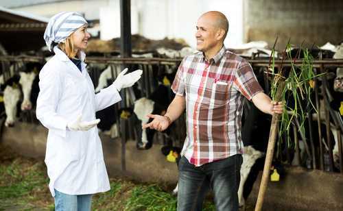 Coletor de leite de propriedades rurais não consegue vínculo de emprego com empresa de laticínios | Juristas