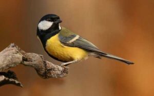 Criação amadora de pássaros tem por fim preservação das espécies