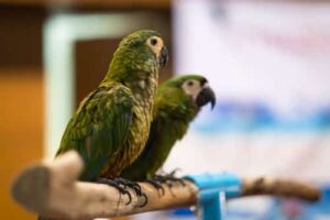 Idosa consegue manter papagaio com o qual convive há 17 anos