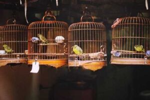 Idoso que mantinha pássaros silvestres em cativeiro é condenado a prestar serviços ambientais | Juristas