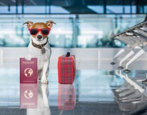 Justiça concede liminar para transporte de cão de apoio emocional em cabine de avião | Juristas