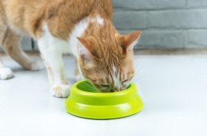Justiça decide que gatos de condomínio não se enquadram como animais comunitários 1 | Juristas Justiça decide que gatos de condomínio não se enquadram como animais comunitários | Juristas