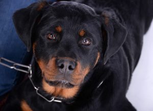 Homem que agrediu o próprio cão com socos e chutes é condenado 1 | Juristas Homem que agrediu o próprio cão com socos e chutes é condenado | Juristas