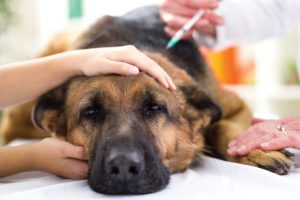 Serviço de banho e tosa de animais de estimação não exige veterinário decide Justiça | Juristas