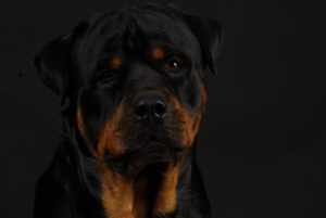 Cachorro - Raça Rottweiler