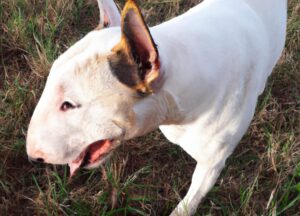 cão da raça Bull Terrier branco