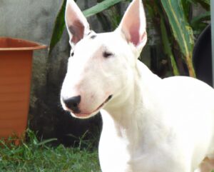 cão da raça Bull Terrier branco