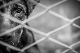 Comerciante é condenado por crime de maus-tratos a cães mantidos em condições degradantes | Juristas