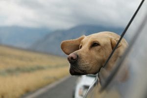 Câmara aprova cassação da CNH para quem abandonar animais usando veículo | Juristas