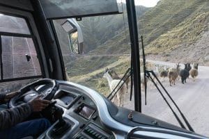 animal na rodovia