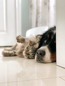 Projeto de lei reconhece cães e gatos como sujeitos de direitos e altera Código Civil | Juristas