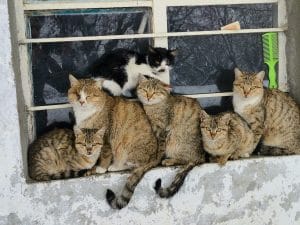 Several cats sitting together on a ledge